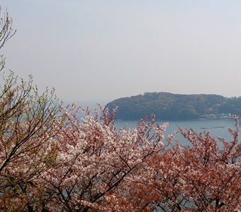 半島と桜